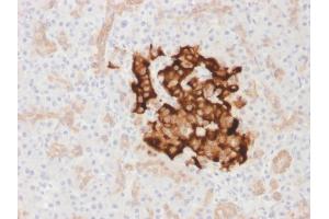 Formalin-fixed, paraffin-embedded human Pancreas stained with Insulin Rabbit Recombinant Monoclonal Antibody (IRDN/1980R). (Recombinant Insulin 抗体)