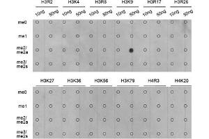 Dot Blot (DB) image for anti-Histone 3 (H3) (H3K9me2) antibody (ABIN3023260)