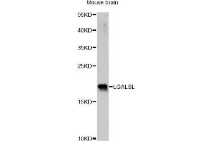 Western blot analysis of extracts of mouse brain, using LGALSL antibody. (GRP 抗体)