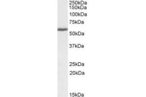 AP20107PU-N PRPF31 Antibody staining (0. (PRPF31 抗体  (C-Term))