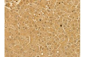 EPX Mouse Monoclonal Antibody at 1/100 staining human normal liver tissue by IHC-P. (EPX 抗体)