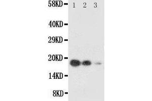 Western Blotting (WB) image for anti-KIT Ligand (KITLG) (AA 26-44), (N-Term) antibody (ABIN3042665) (KIT Ligand 抗体  (N-Term))