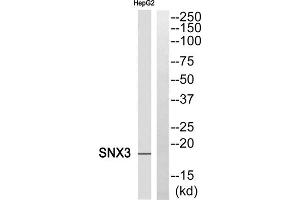 Western blot analysis of extracts from HepG2 cells, using SNX3 antibody. (Sorting Nexin 3 抗体  (Internal Region))