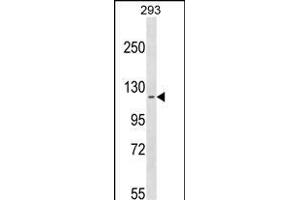 CCD Antibody (N-term) (ABIN1539089 and ABIN2849824) western blot analysis in 293 cell line lysates (35 μg/lane). (CCDC147 抗体  (N-Term))