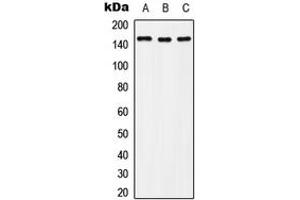 Western blot analysis of c-Met (pY1235) expression in Hela (A), Raw264. (c-MET 抗体  (C-Term, pTyr1235))