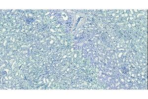 (ABIN185075) Negative Control showing staining of paraffin embedded Human Kidney, with no primary antibody. (MORF4L1 抗体  (N-Term))
