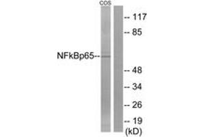 Western blot analysis of extracts from COS7 cells, treated with sorbitol 0. (NF-kB p65 抗体  (AA 275-324))