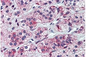 Immunohistochemistry (Formalin-fixed Paraffin-embedded Sections) (IHC (fp)) image for anti-Cytochrome P450, Family 11, Subfamily A, Polypeptide 1 (CYP11A1) (AA 288-337) antibody (ABIN6744438)