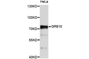 Western blot analysis of extracts of HeLa cells, using GRB10 antibody (ABIN2650918) at 1:1000 dilution. (GRB10 抗体)