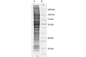 Coommassie stained SDS-PAGE of 20 ul of Mouse Derived NIH 3T3 Whole Cell Lysate separated in a 4-20% gradient gel under non-reducing conditions (lane 1).
