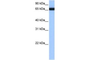 Western Blotting (WB) image for anti-Heterogeneous Nuclear Ribonucleoprotein L-Like (HNRPLL) antibody (ABIN2462328) (HNRPLL 抗体)