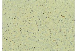 ABIN6277579 at 1/100 staining Mouse brain tissue by IHC-P. (STXBP1 抗体  (C-Term))