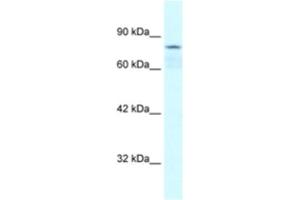 Western Blotting (WB) image for anti-Collectin Sub-Family Member 12 (COLEC12) antibody (ABIN2460484) (COLEC12 抗体)