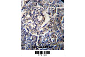 RPL35 Antibody immunohistochemistry analysis in formalin fixed and paraffin embedded human pancreas tissue followed by peroxidase conjugation of the secondary antibody and DAB staining. (RPL35 抗体  (C-Term))