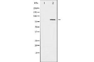 Western blot analysis of Caldesmon phosphorylation expression in EGF treated HeLa whole cell lysates,The lane on the left is treated with the antigen-specific peptide. (Caldesmon 抗体  (pSer789))