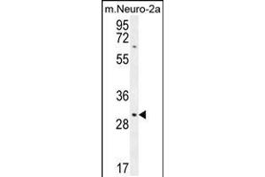 Western blot analysis in mouse Neuro-2a cell line lysates (35ug/lane). (TMEM65 抗体  (N-Term))