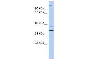 Western Blotting (WB) image for anti-Actin Related Protein 2/3 Complex, Subunit 2, 34kDa (ARPC2) antibody (ABIN2460073) (ARPC2 抗体)