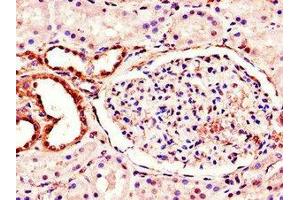 Immunohistochemistry of paraffin-embedded human kidney tissue using ABIN7160988 at dilution of 1:100 (MT-ND1 抗体  (AA 23-67))