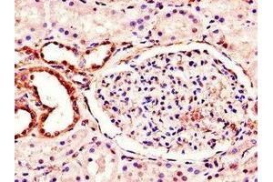 Immunohistochemistry of paraffin-embedded human kidney tissue using ABIN7160988 at dilution of 1:100