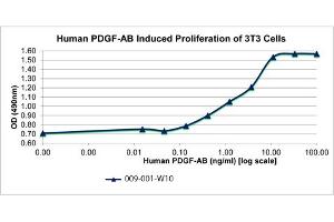 SDS-PAGE of Human Platelet Derived Growth Factor-AB Recombinant Protein Bioactivity of Human Platelet Derived Growth Factor-AB Recombinant Protein. (PDGF-AB Heterodimer 蛋白)