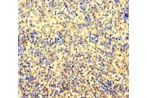 Immunohistochemistry of paraffin-embedded human spleen tissue using ABIN7144032 at dilution of 1:100 (AMIGO1 抗体  (AA 28-327))