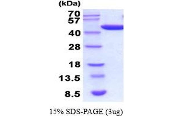 PGK1 Protein (AA 1-417) (His tag)