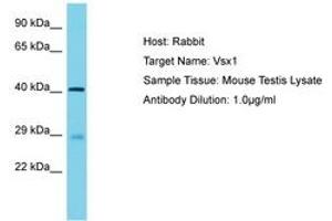 Image no. 1 for anti-Visual System Homeobox 1 (VSX1) (AA 282-331) antibody (ABIN6750281) (VSX1 抗体  (AA 282-331))
