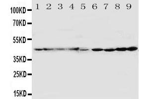 Anti-HDJ2 antibody, Western blottingAll lanes: Anti HDJ2  at 0. (DNAJA1 抗体  (C-Term))