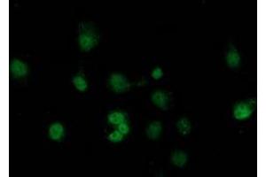 Anti-SAMHD1 mouse monoclonal antibody (ABIN2453908) immunofluorescent staining of COS7 cells transiently transfected by pCMV6-ENTRY SAMHD1 (RC206013). (SAMHD1 抗体)