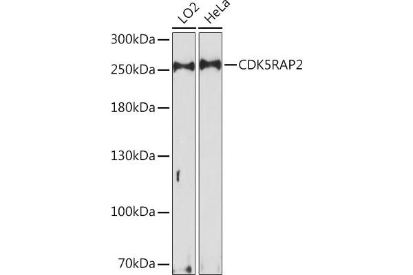 CDK5RAP2 抗体  (AA 1744-1893)