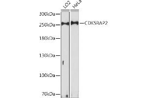 Western blot analysis of extracts of various cell lines, using CDK5R Rabbit pAb (ABIN7266236) at 1:1000 dilution. (CDK5RAP2 抗体  (AA 1744-1893))