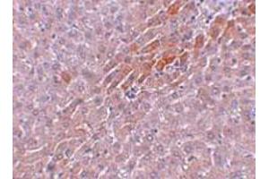 Immunohistochemical staining of rat liver tissue with 5 ug/mL TBKBP1 polyclonal antibody . (TBKBP1 抗体  (C-Term))