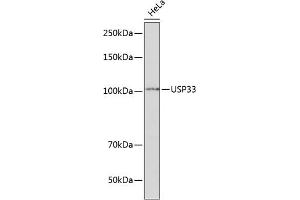 Western blot analysis of extracts of HeLa cells, using USP33 Polyclonal Antibody (ABIN7271157) at 1:1000 dilution.