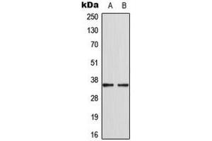 Western blot analysis of CDKL4 expression in MCF7 (A), HepG2 (B) whole cell lysates. (CDKL4 抗体  (C-Term))