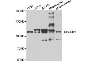 Western blot analysis of extracts of various cell lines, using RPGRIP1 antibody. (RPGRIP1 抗体)