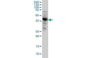 NODAL monoclonal antibody (M05), clone 5A3 Western Blot analysis of NODAL expression in HeLa . (Nodal 抗体  (AA 275-346))