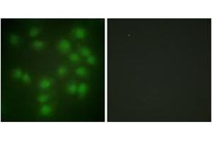 Immunofluorescence (IF) image for anti-Pituitary Tumor-Transforming 1 (PTTG1) (AA 111-160) antibody (ABIN2889371) (PTTG1 抗体  (AA 111-160))