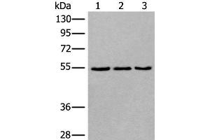 Western blot analysis of 293T NIH/3T3 and K562 cell lysates using WDSUB1 Polyclonal Antibody at dilution of 1:500 (WDSUB1 抗体)