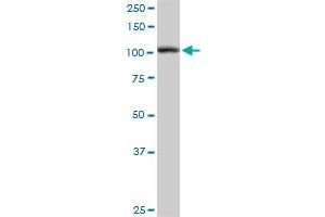 HSPA4 MaxPab rabbit polyclonal antibody. (HSPA4 抗体  (AA 1-840))