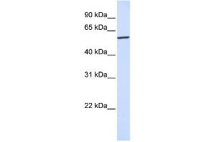 Western Blotting (WB) image for anti-Karyopherin (Importin) alpha 4 (KPNA4) antibody (ABIN2459795) (KPNA4 抗体)