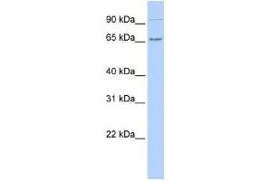 Human 721_B; WB Suggested Anti-IKZF4 Antibody Titration: 0. (IKZF4 抗体  (N-Term))