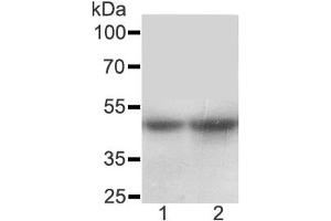Western blot testing of SLC10A1 antibody and Lane 1:  rat liver (SLC10A1 抗体  (AA 141-154))