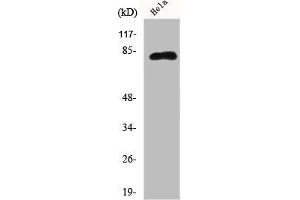 Western Blot analysis of Hela cells using Eps8L2 Polyclonal Antibody (EPS8-Like 2 抗体  (N-Term))