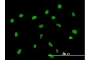 Immunofluorescence of purified MaxPab antibody to ZNF563 on HeLa cell. (ZNF563 抗体  (AA 1-476))