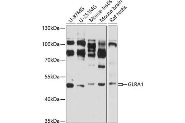GLRA1 抗体  (AA 29-247)