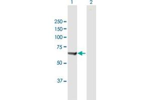 Western Blot analysis of PTPN6 expression in transfected 293T cell line by PTPN6 MaxPab polyclonal antibody. (SHP1 抗体  (AA 1-595))