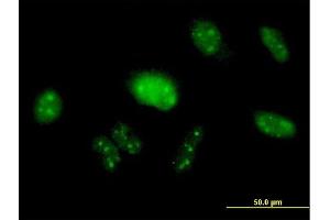 Immunofluorescence of purified MaxPab antibody to PIK3R3 on HeLa cell. (PIK3R3 抗体  (AA 1-461))