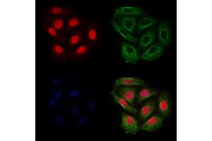 ABIN6255287 and ABIN6267691 staining Hela cells(4h of LPS treatment) by IF/ICC.