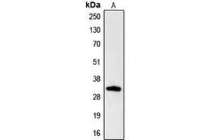 Western blot analysis of Hydrophobestin expression in HL60 (A) whole cell lysates. (CGREF1 抗体  (N-Term))