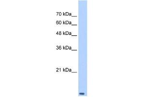 Western Blotting (WB) image for anti-Transcription Elongation Factor B (SIII), Polypeptide 2 (18kDa, Elongin B) (TCEB2) (Middle Region) antibody (ABIN2777254)